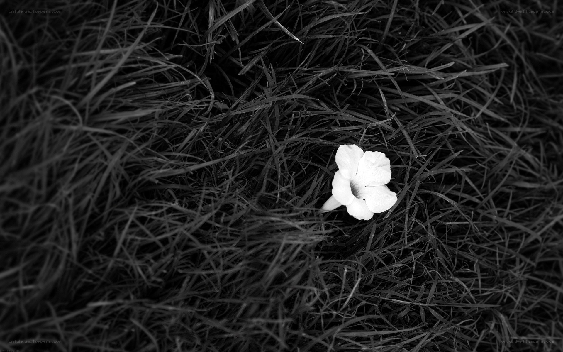 white flower in grass