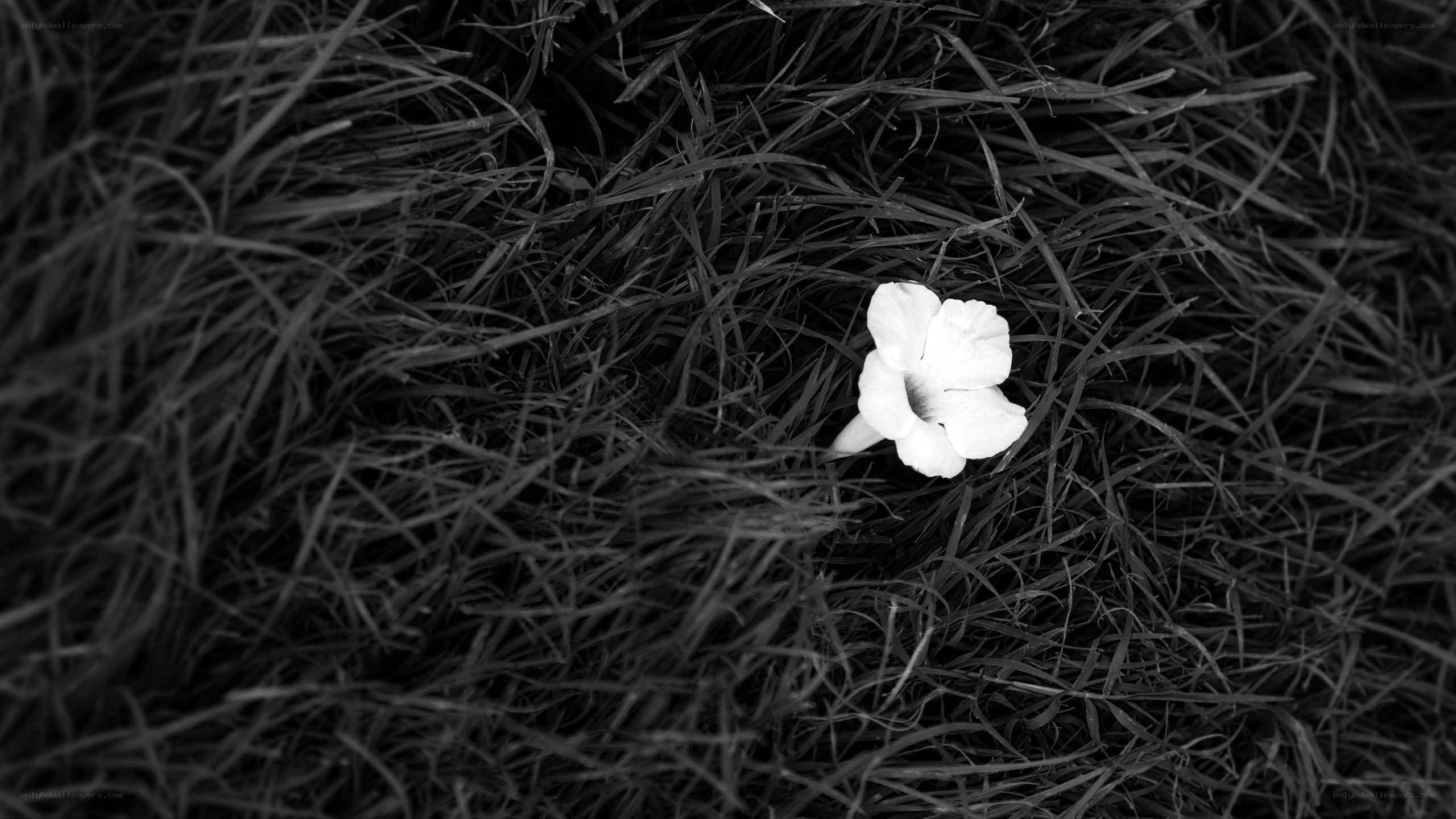 white flower in grass