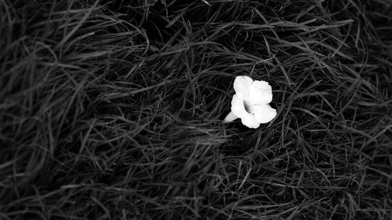 White Flower in Grass — Black, Serene