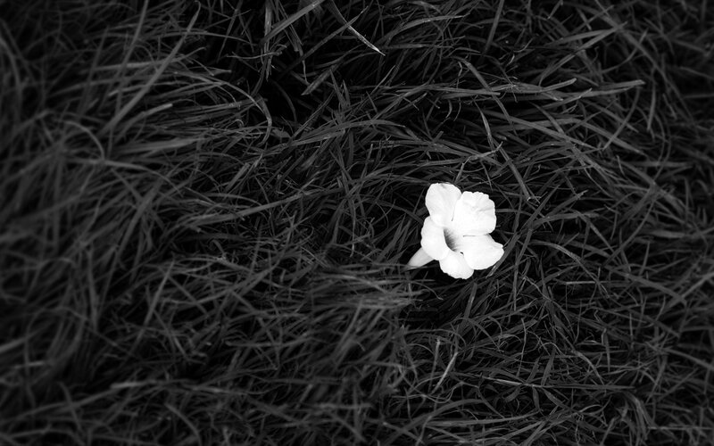 White Flower in Grass — Black