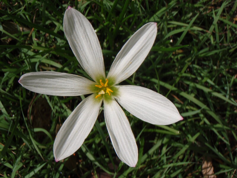 White Flower in Grass — Calm
