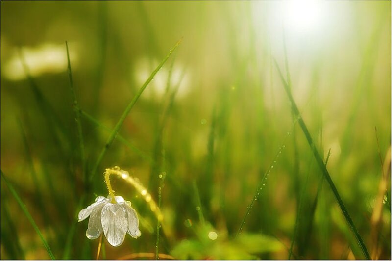 White Flower in Grass — Green, Serene, Morning, Photograph, Dew