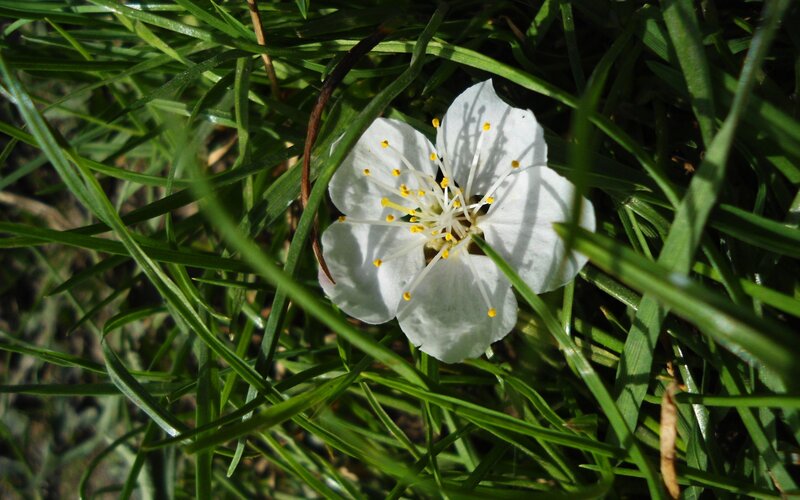 White Flower in Grass — Green, Serene, Morning, Photograph, Sunlight