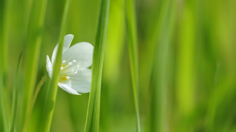 White Flower in Grass — Green, Serene, Morning, Photograph