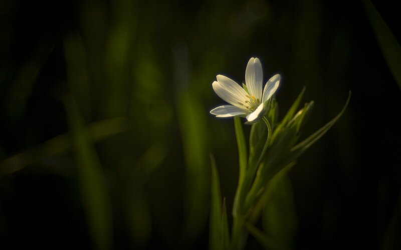 White Flower in Grass — Green, Serene, Morning