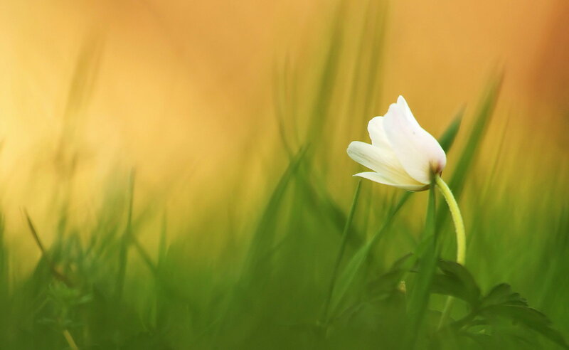 White Flower in Grass — Green, Serene, Sunset