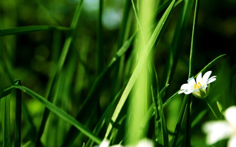 White Flower in Grass — Green, Serene