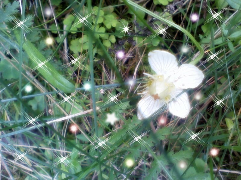 White Flower in Grass — Green