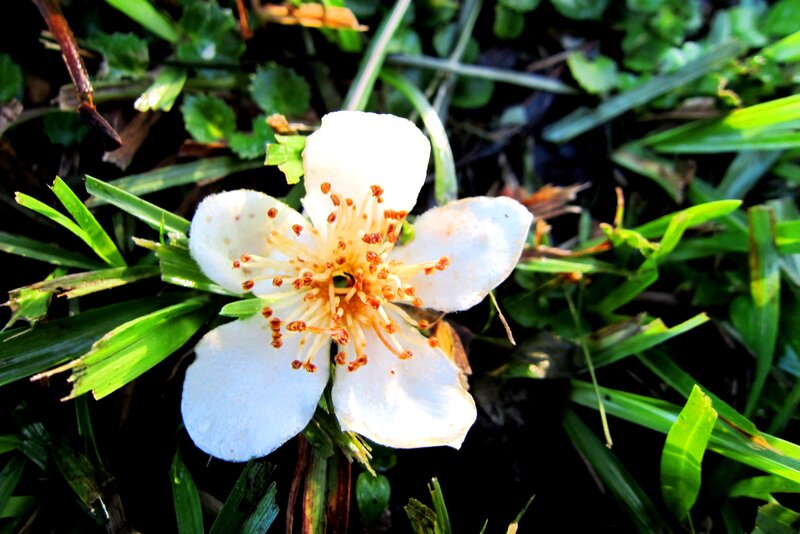White Flower in Grass — Natural