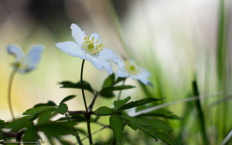 White Flower in Grass — Serene, Spring