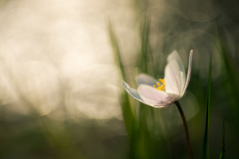 White Flower in Grass — Serene