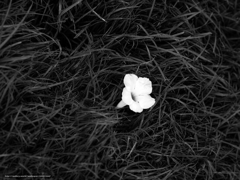 white flower in grass