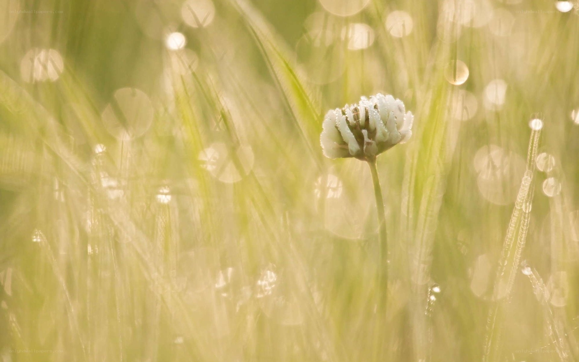 White flower in grassy field