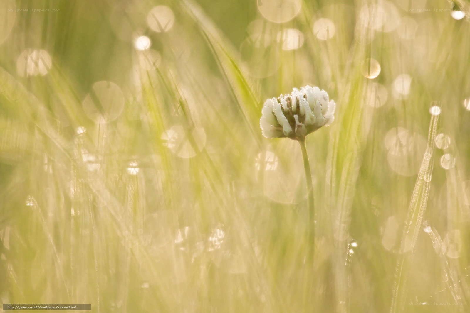 White flower in grassy field