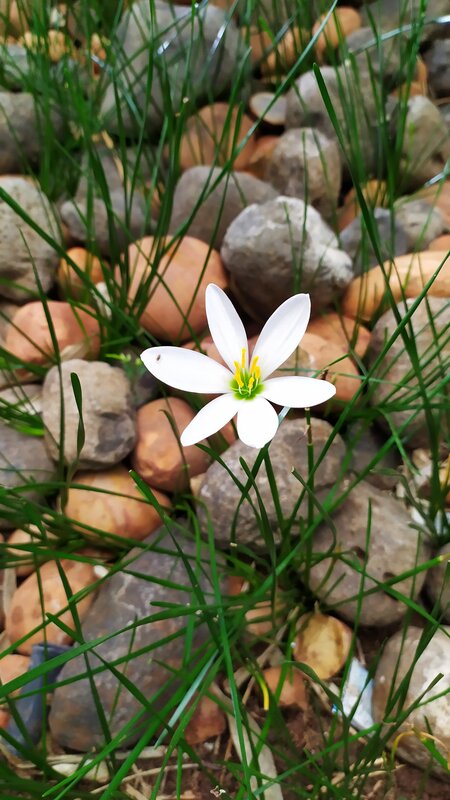 White Flower in Gravel