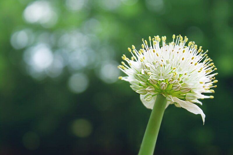 White flower in green background