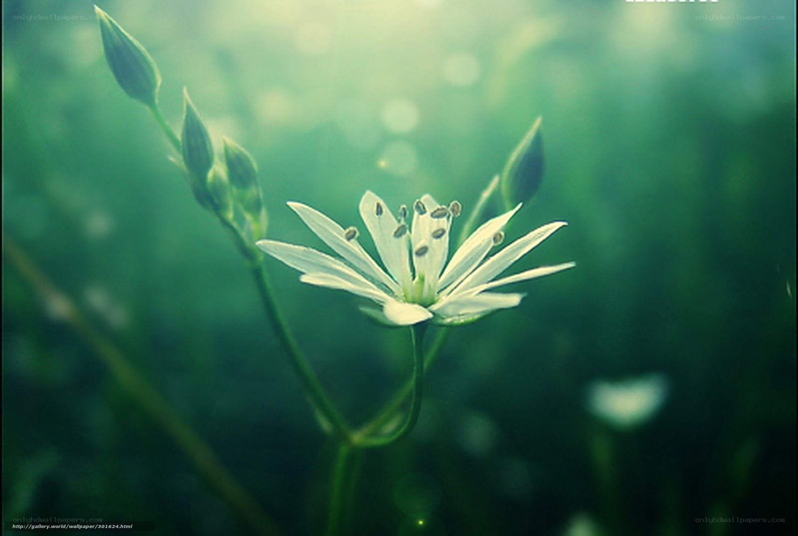 White flower in green field