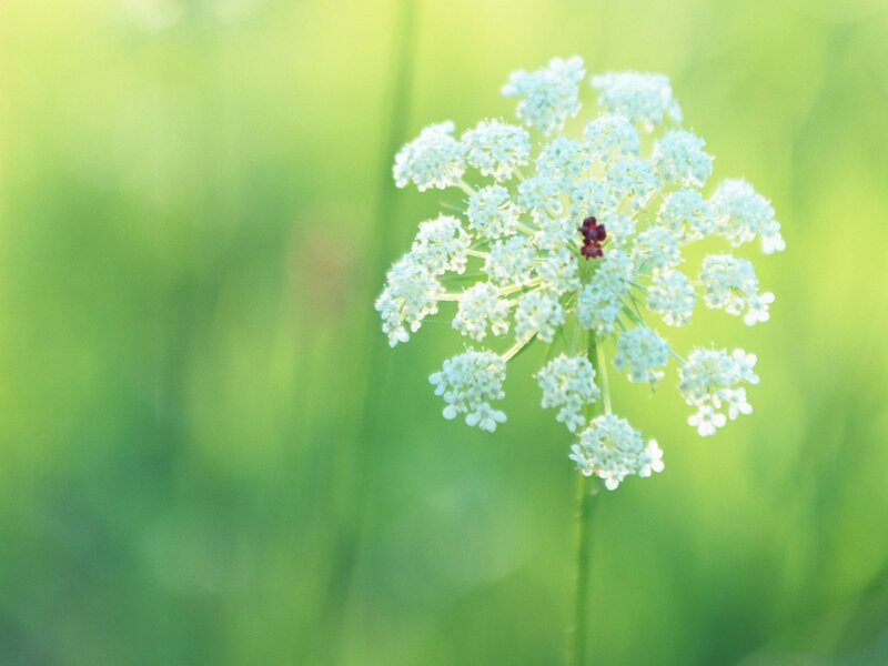White flower in green field