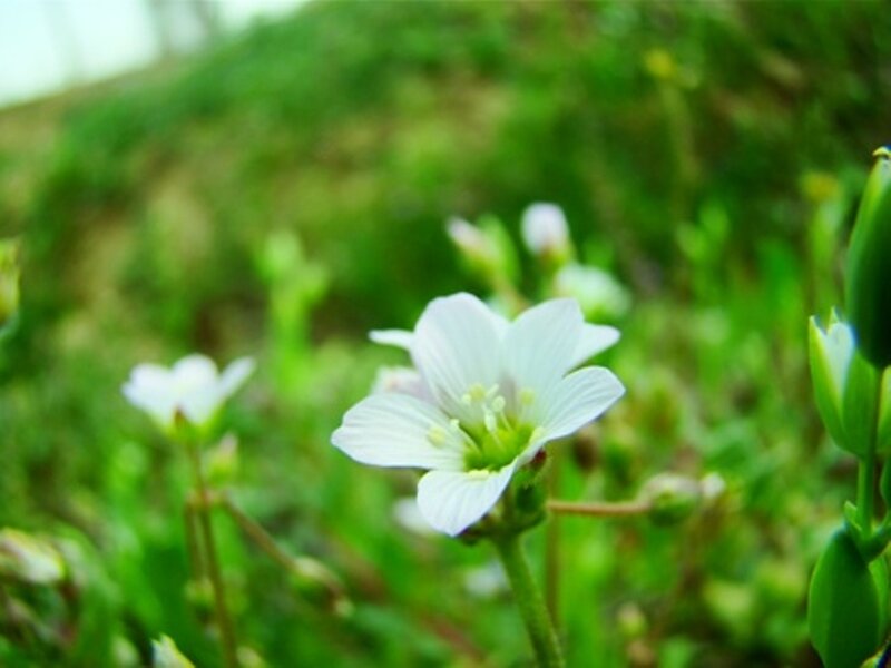 white flower in green field