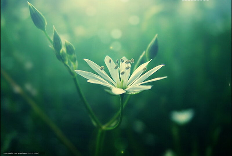 White Flower in Green Field — Serene