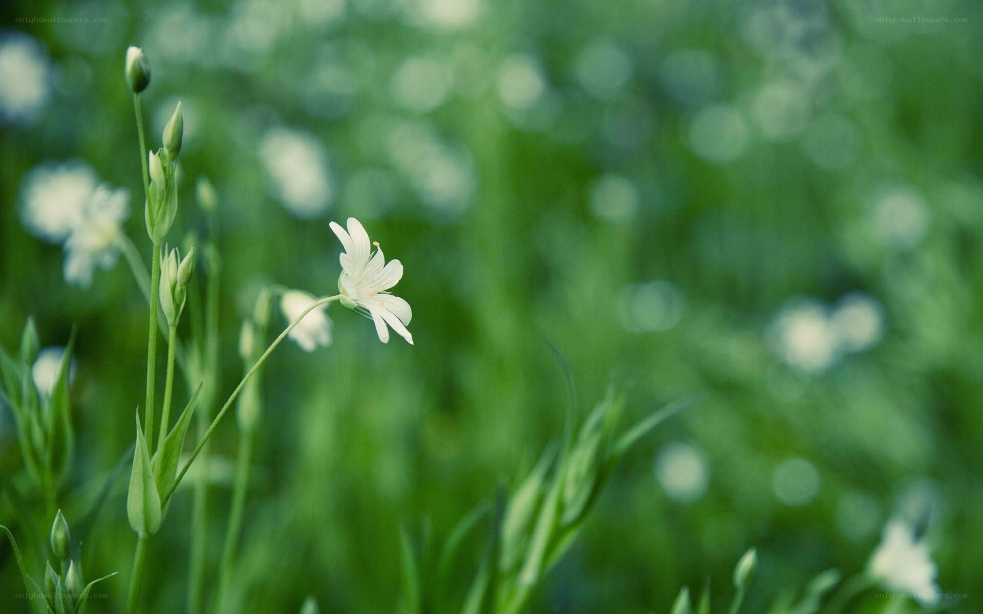 White flower in green field
