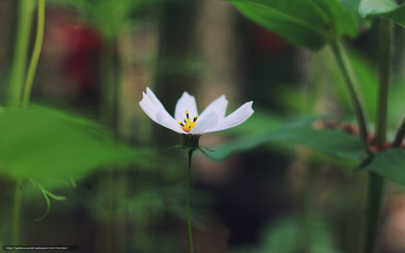 white flower in green foliage