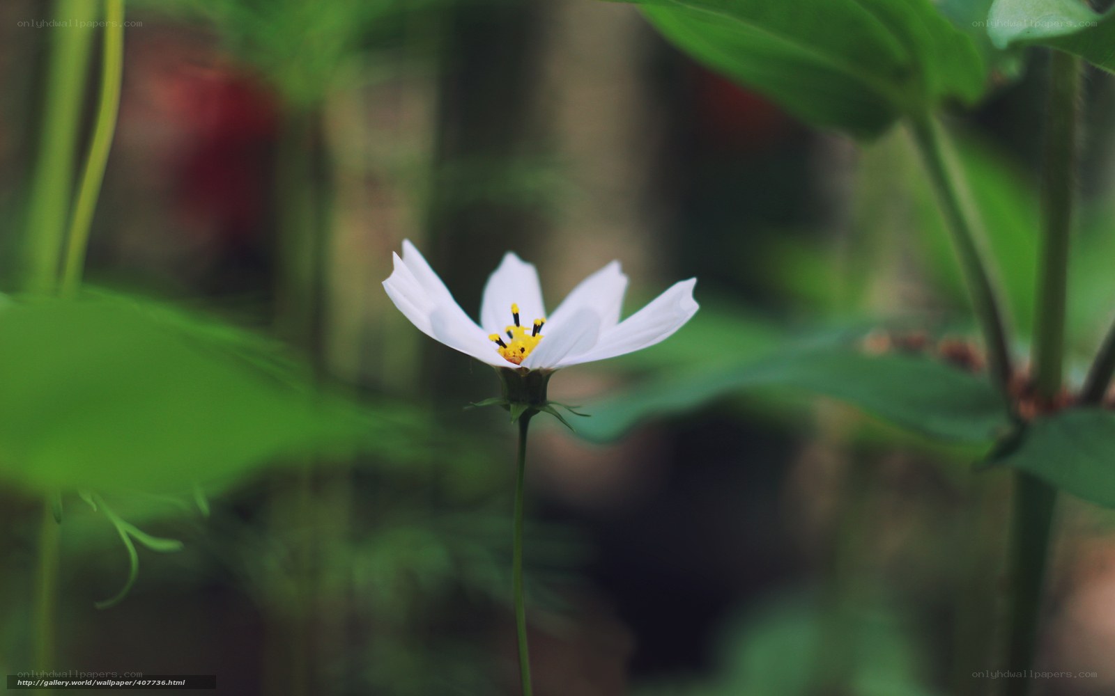 white flower in green foliage