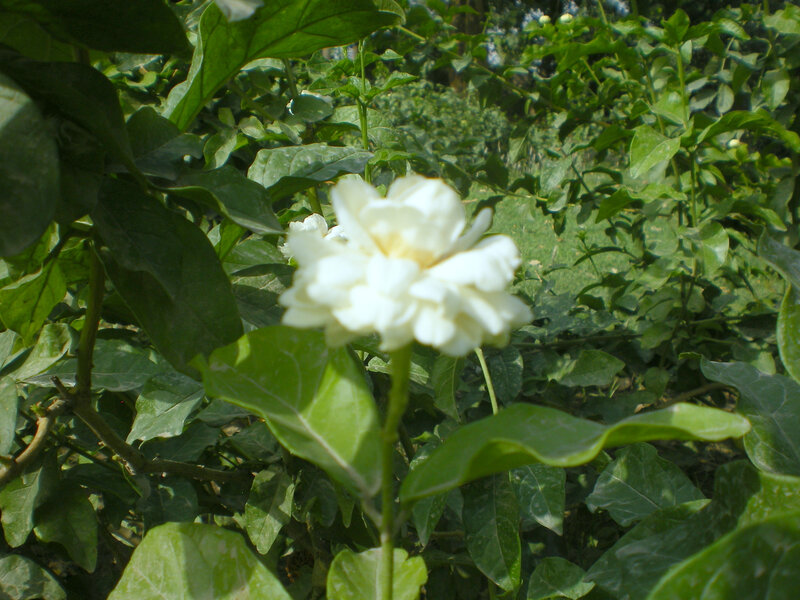 white flower in green foliage