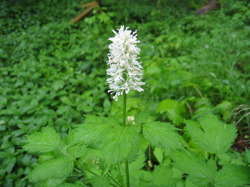 White Flower in Green Foliage — Natural