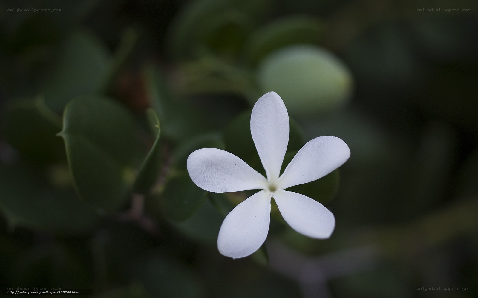 white flower in green foliage
