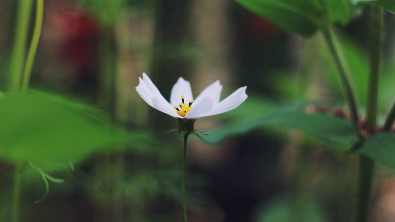 White flower in green garden