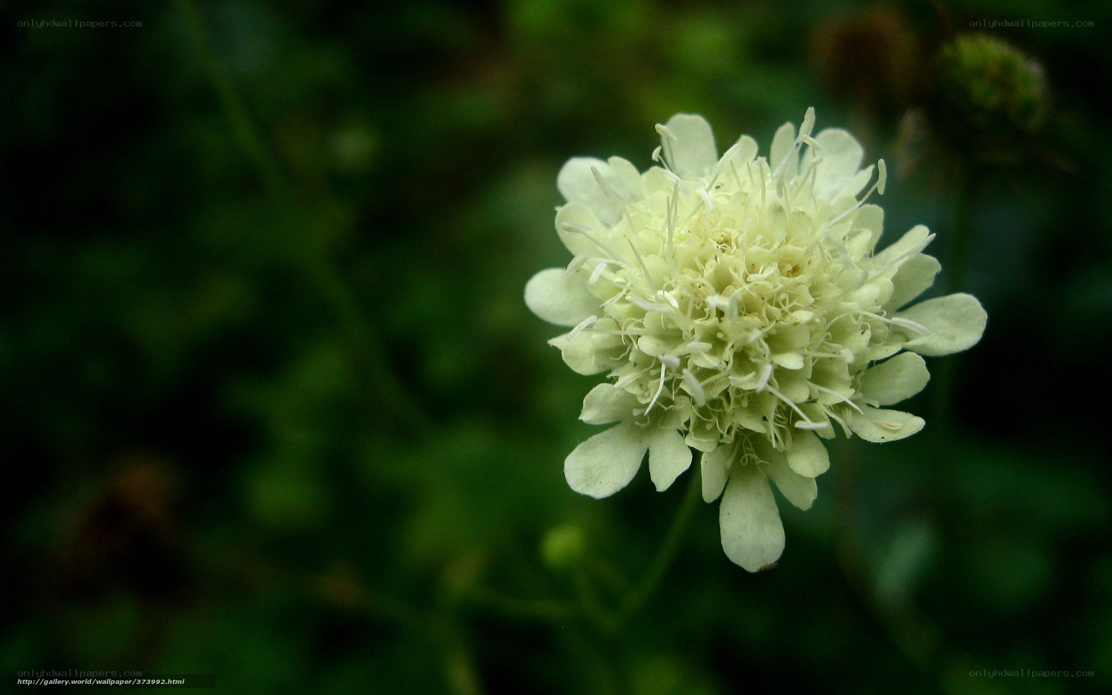 White flower in green garden