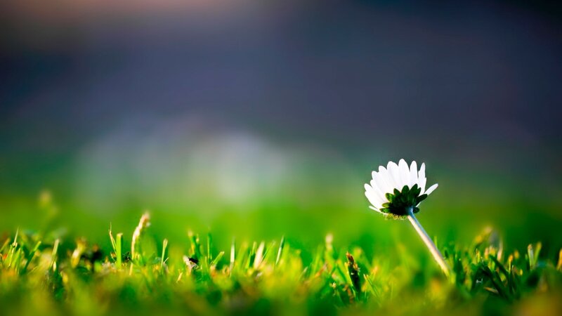 White flower in green grass