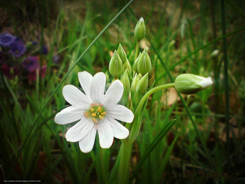 White flower in green grass