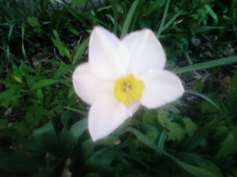white flower in green grass