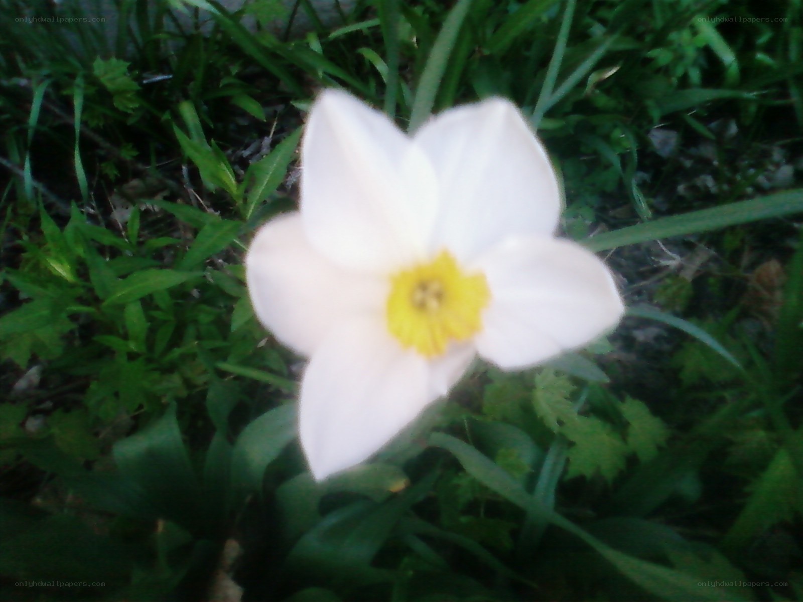white flower in green grass