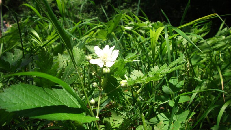 White Flower in Green Grass — Natural