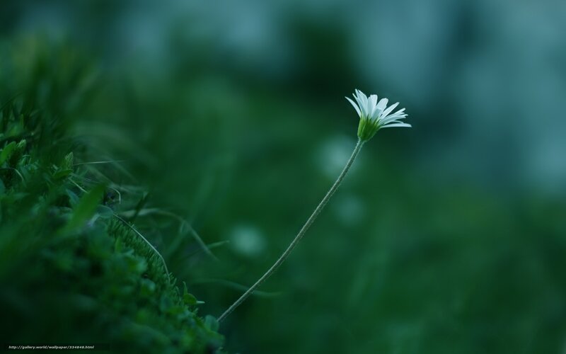 White flower in green grass