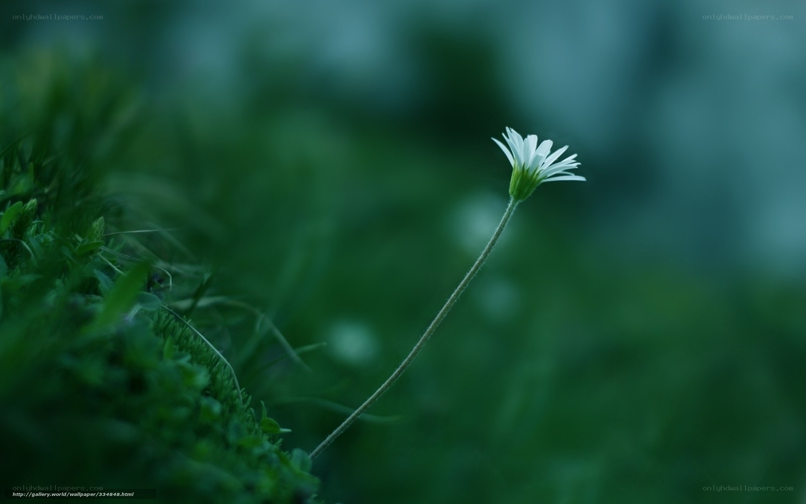 White flower in green grass