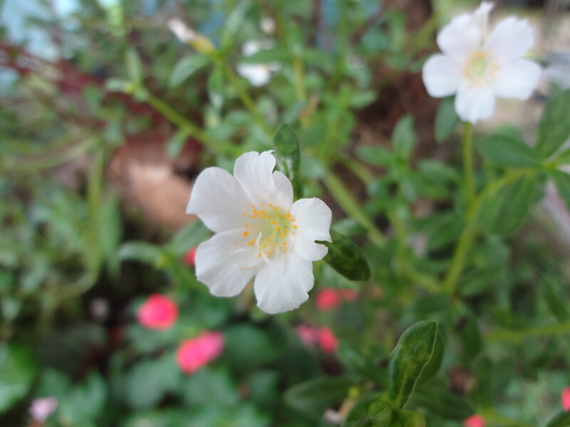White Flower in Green Leaves — Calm
