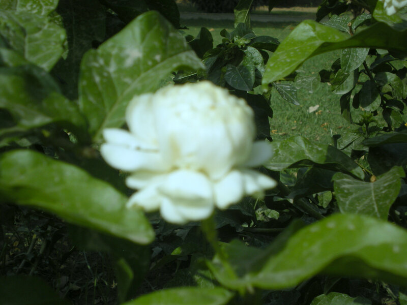 white flower in green leaves