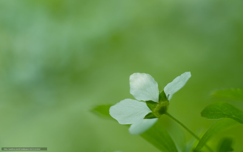 white flower in green nature