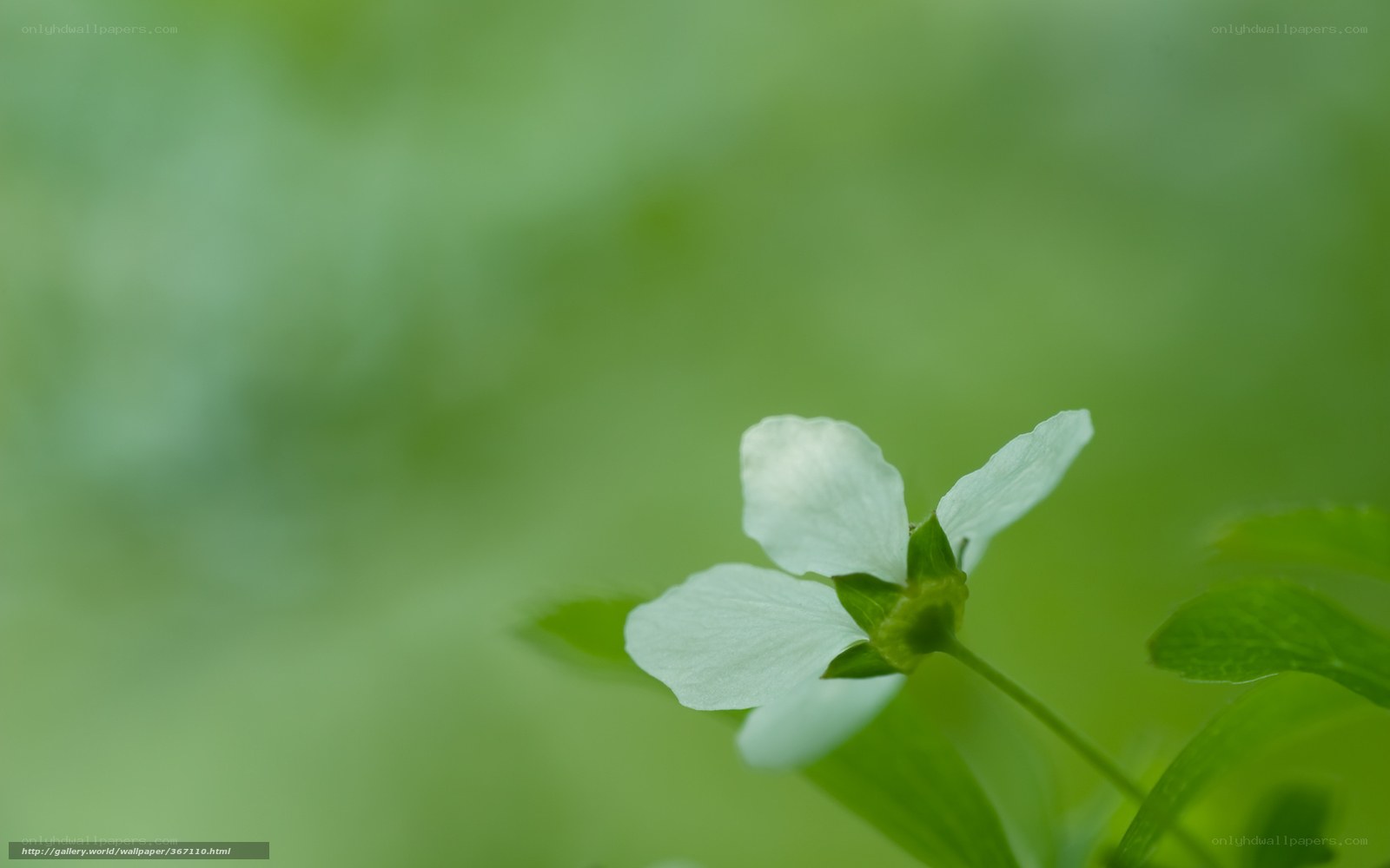 white flower in green nature