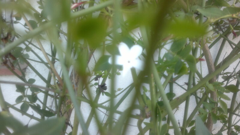 White Flower in Green Vines