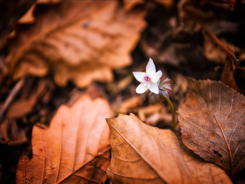 White Flower in Leaves