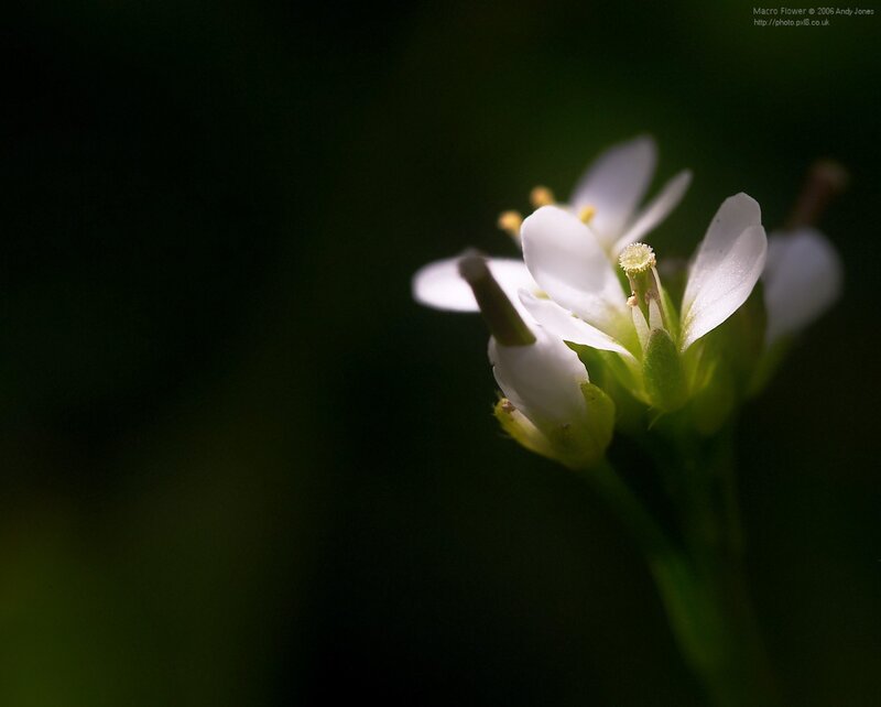 white flower in macro