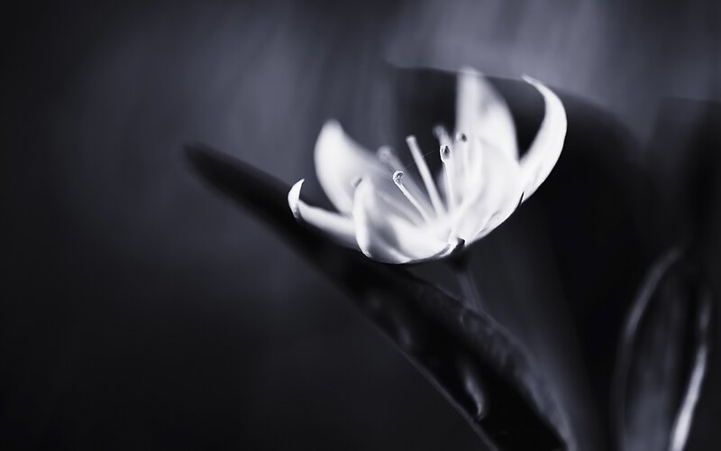 white flower in monochrome