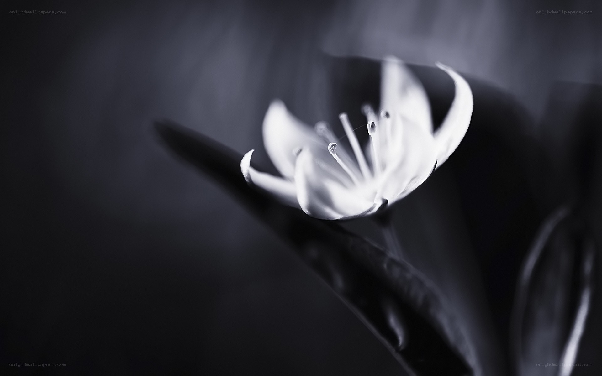 white flower in monochrome