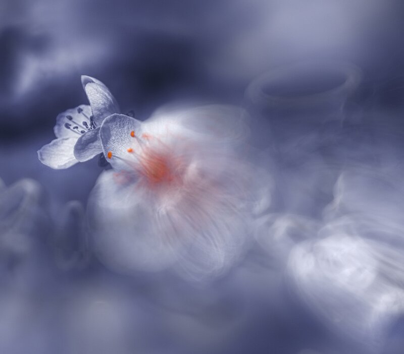 White Flower in Motion