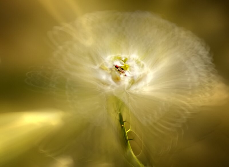 White Flower in Motion — Yellow